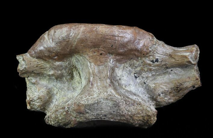 Edaphosaurus (Permian Synapsid) Vertebrae - Texas #67828